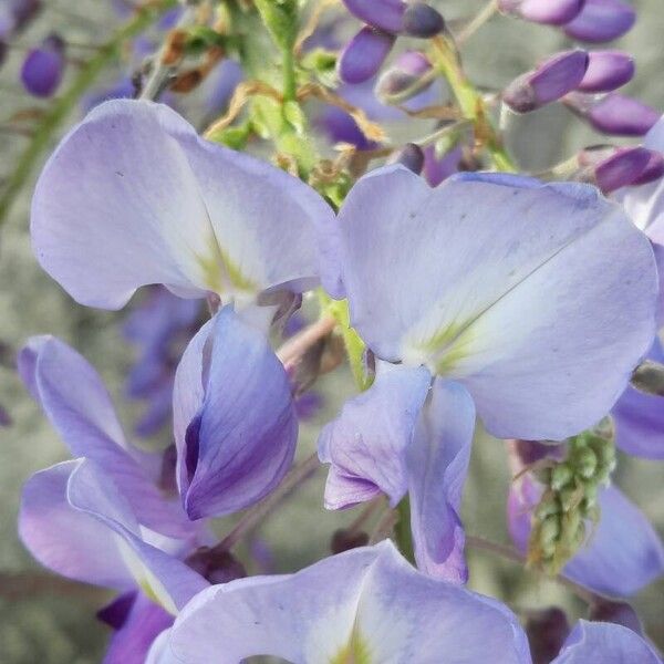 Wisteria sinensis Flower