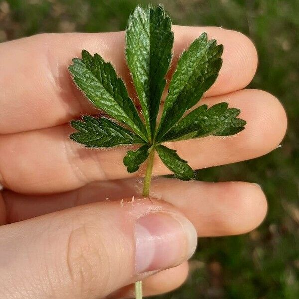 Potentilla thuringiaca Φύλλο