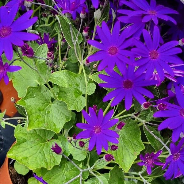 Pericallis lanata Celota