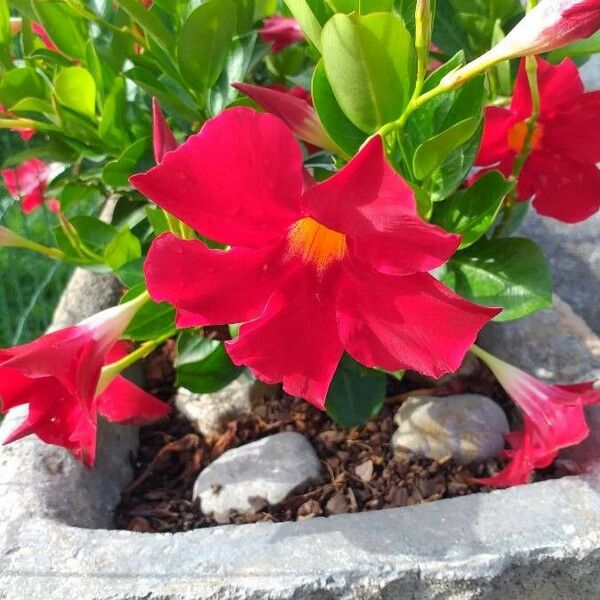 Mandevilla laxa Flower