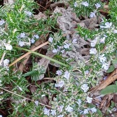 Rosmarinus officinalis Alkat (teljes növény)