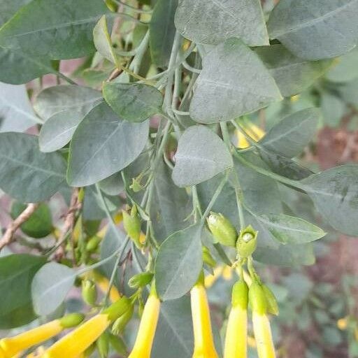 Nicotiana glauca Ліст