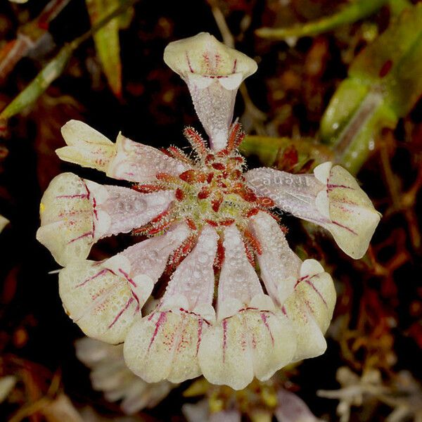 Collinsia tinctoria 花