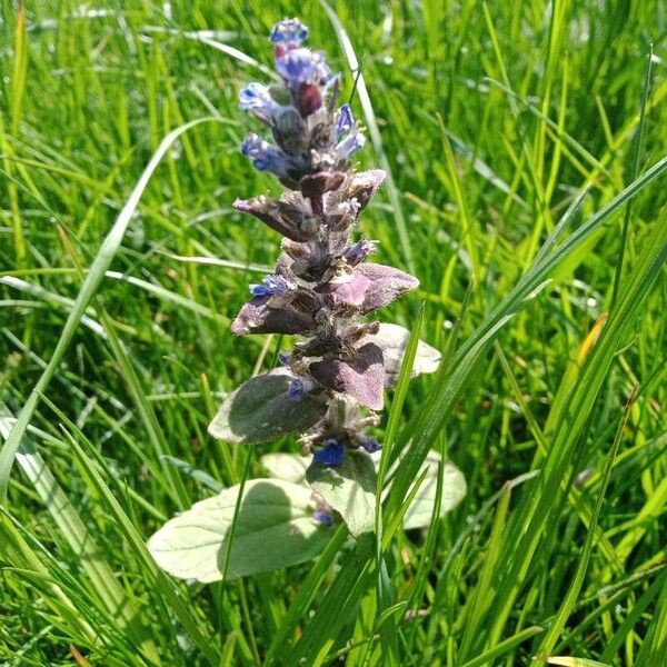 Ajuga pyramidalis Blodyn