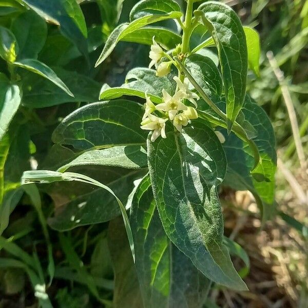 Vincetoxicum hirundinaria Habit