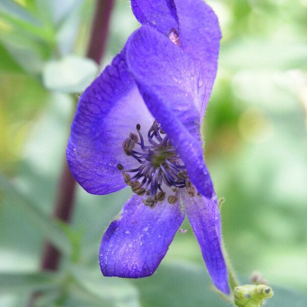 Aconitum columbianum 花