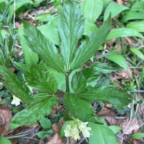 Cardamine enneaphyllos 葉