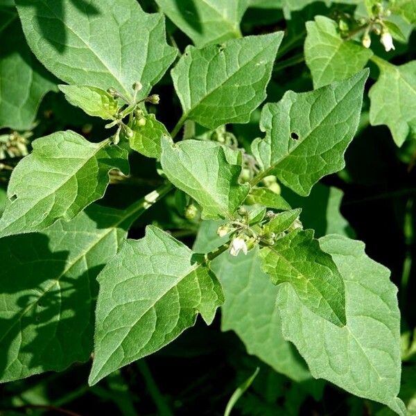 Solanum nigrum Frunză