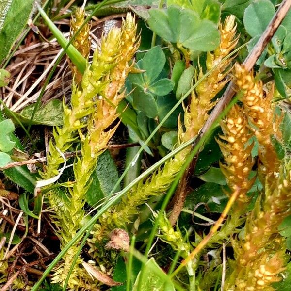 Selaginella selaginoides Rusca