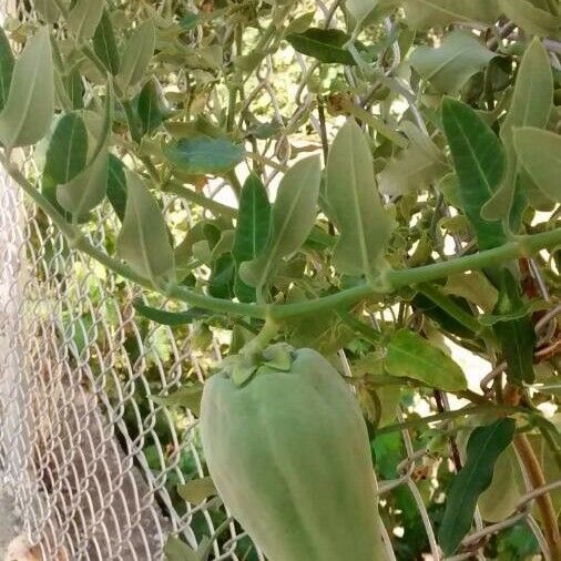 Araujia sericifera Fruit