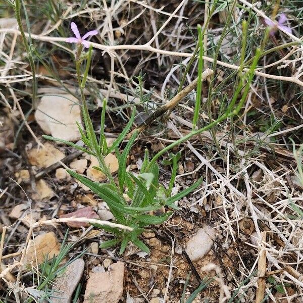 Chorispora tenella 形態