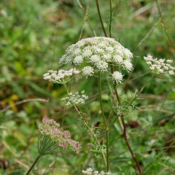 Seseli annuum Floare