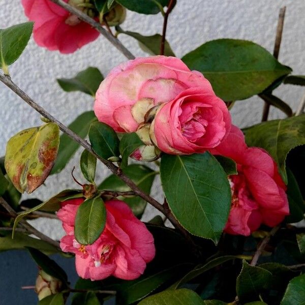 Camellia sasanqua Alkat (teljes növény)
