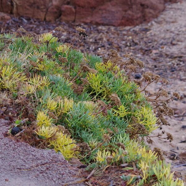 Crithmum maritimum Прочее