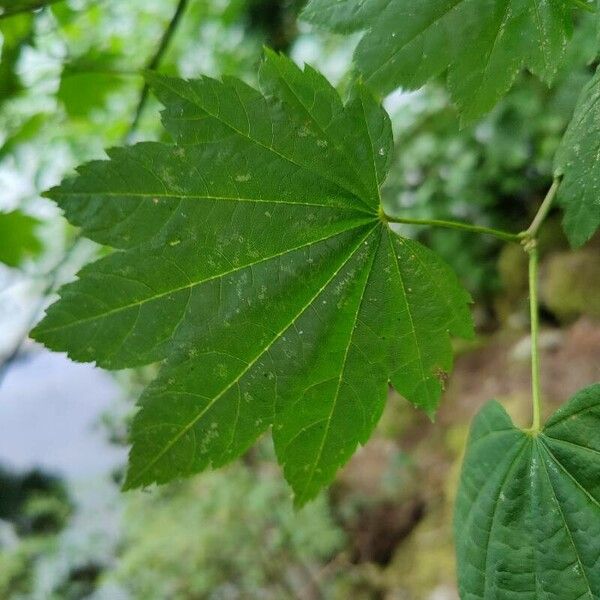 Acer circinatum Folha