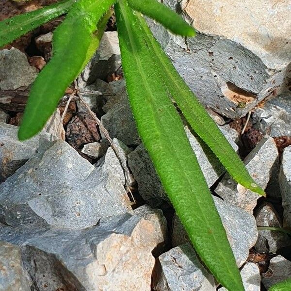 Hirpicium diffusum Liść