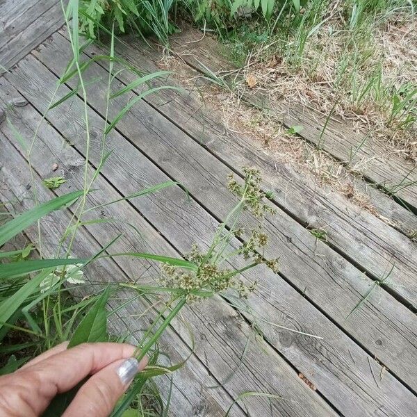 Scirpus atrovirens Owoc