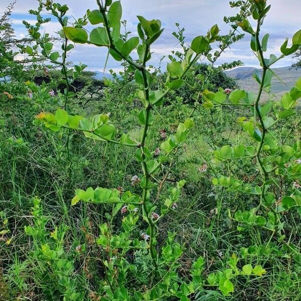 Carissa spinarum Costuma