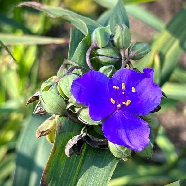 Tradescantia ohiensis Blomst