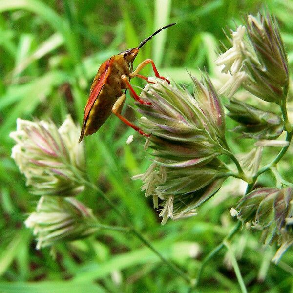 Dactylis glomerata Květ