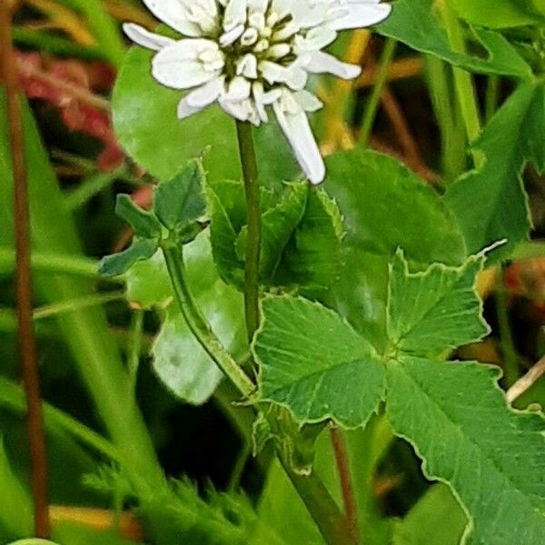 Trifolium nigrescens പുഷ്പം