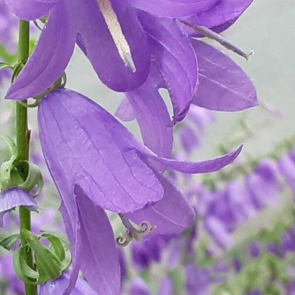 Campanula rapunculoides Blomst