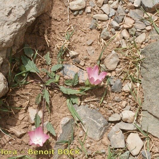 Malope malacoides 整株植物