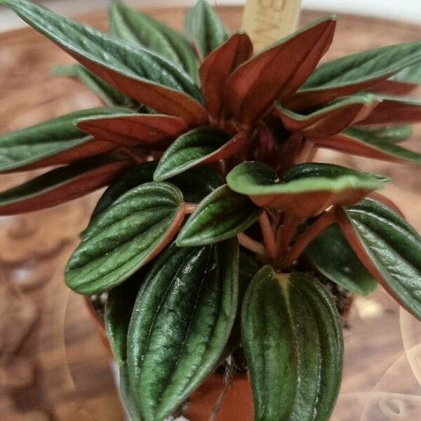 Peperomia caperata Foglia