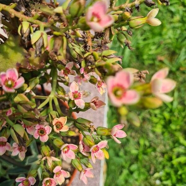 Kalanchoe crenata Çiçek