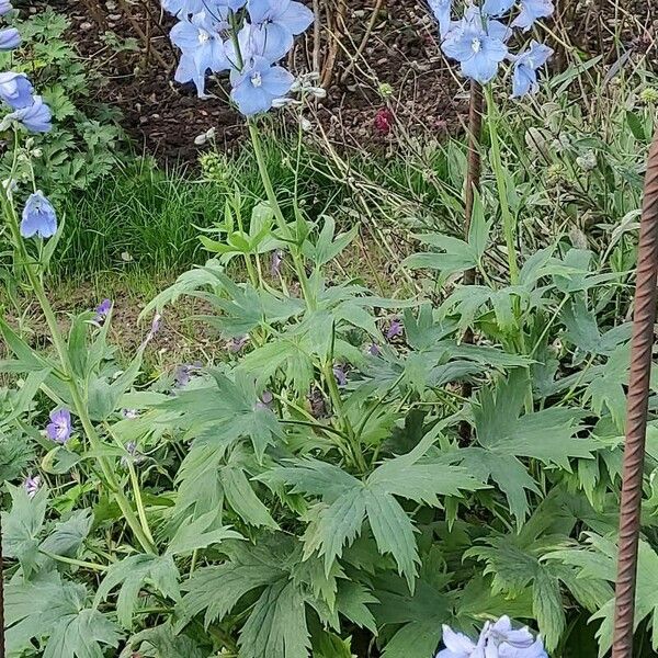 Delphinium elatum 整株植物