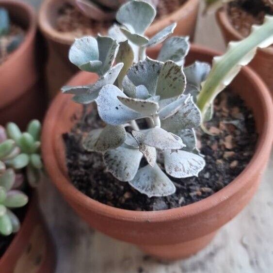 Kalanchoe rhombopilosa 叶