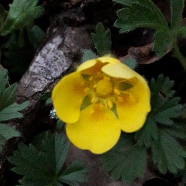 Potentilla aurea Kukka