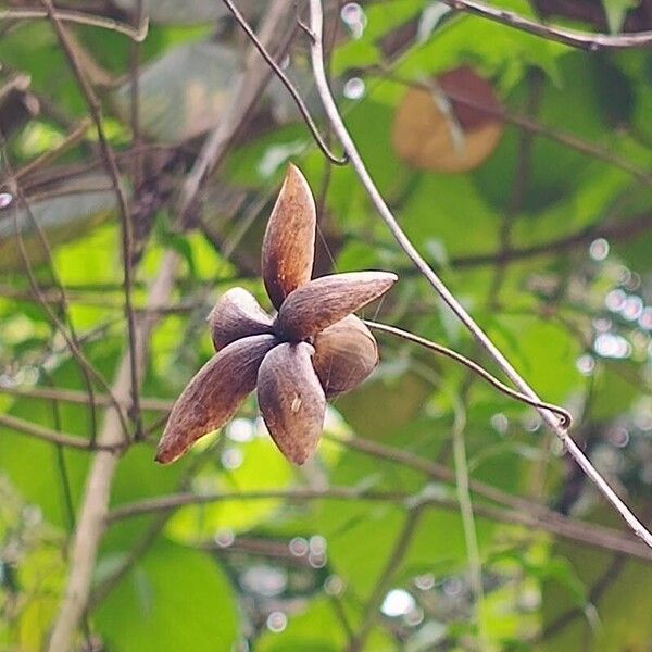 Distimake dissectus Fruit