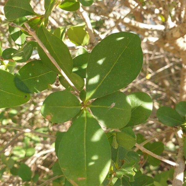 Ligustrum vulgare Frunză