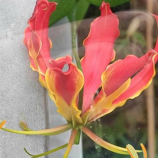 Gloriosa superba Fleur