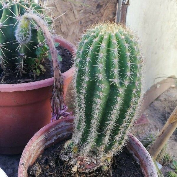 Echinocereus pectinatus Folha