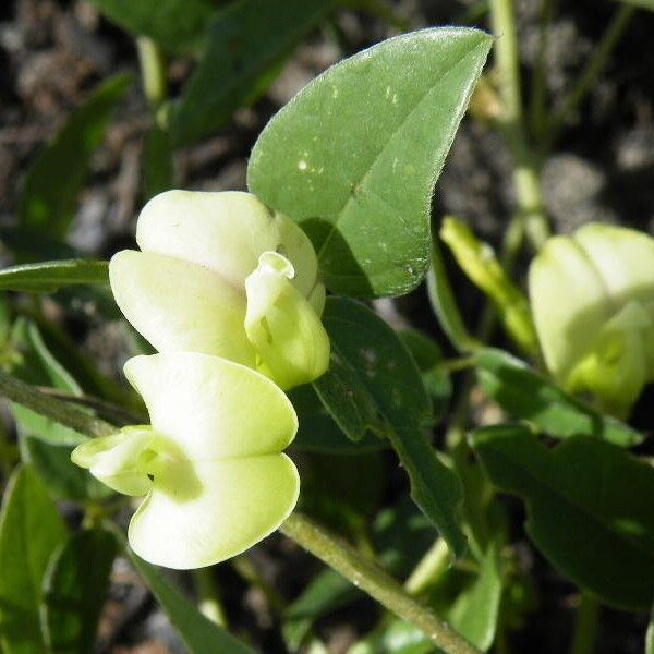 Macrotyloma axillare Flower