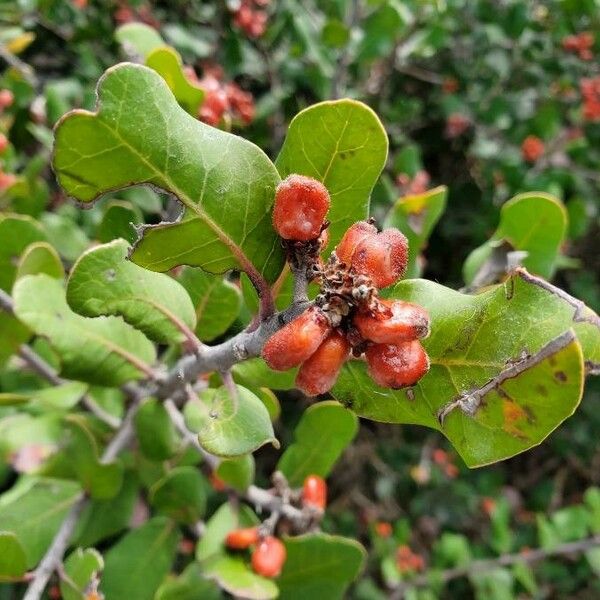 Rhus integrifolia Fruit