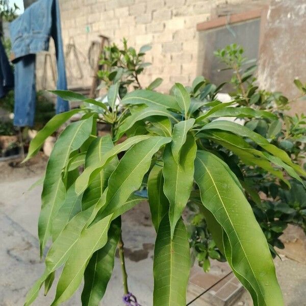 Mangifera indica Fruit