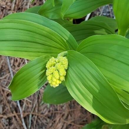 Maianthemum racemosum Flor