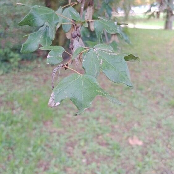 Acer monspessulanum Yaprak