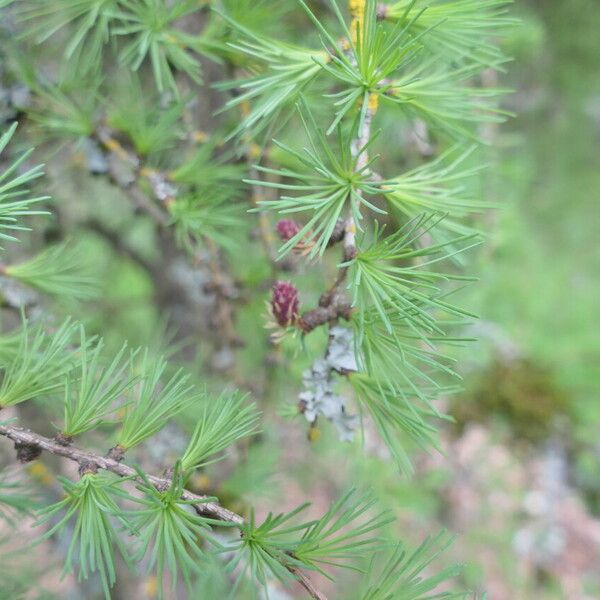 Larix laricina List