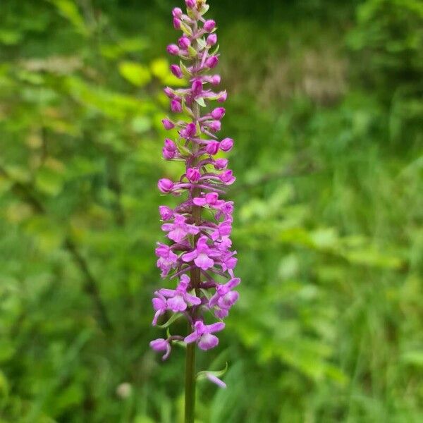 Gymnadenia conopsea Blomst