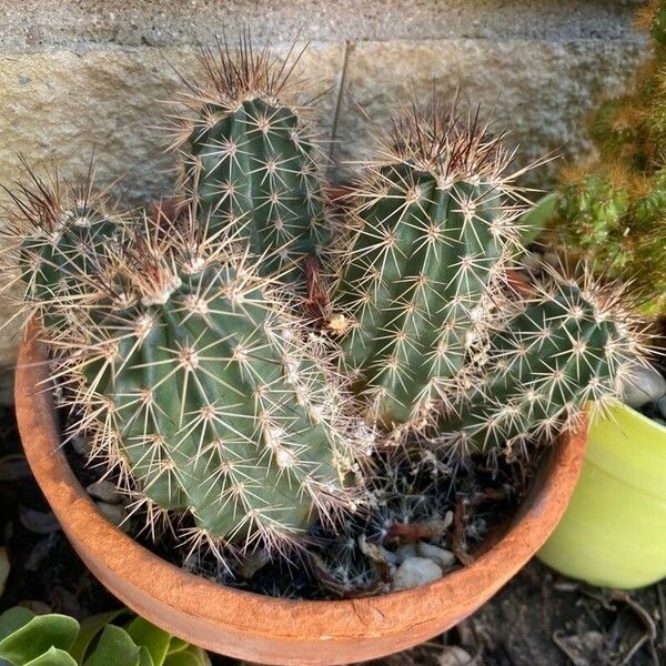 Echinocereus coccineus Rhisgl