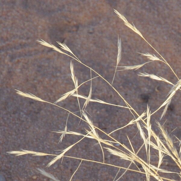 Aristida mutabilis Цветок