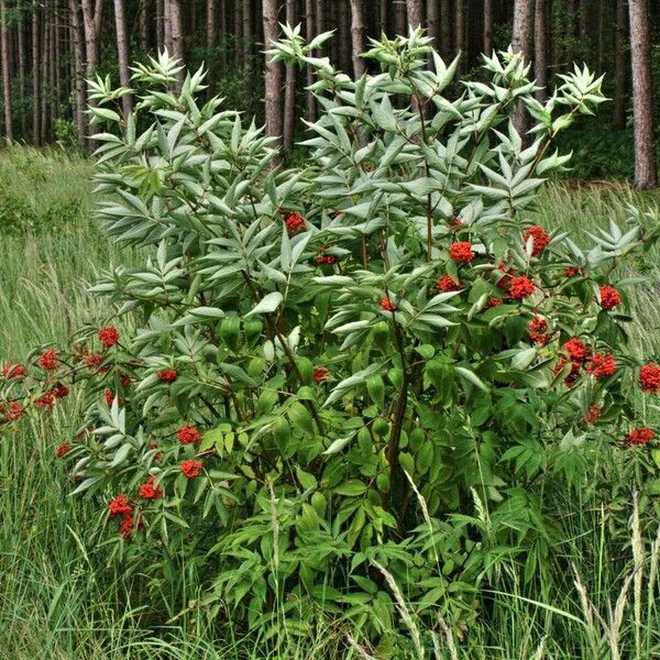 Sambucus racemosa Ovoce