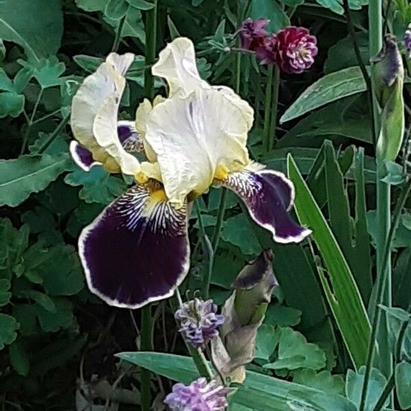 Iris variegata Flower