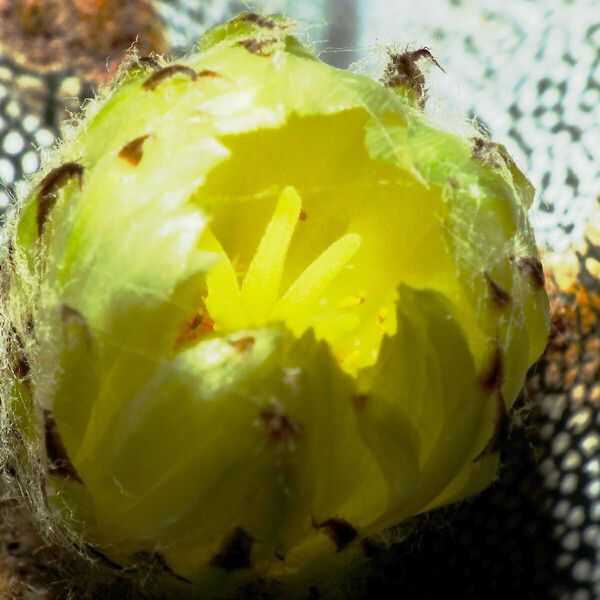 Astrophytum myriostigma फूल