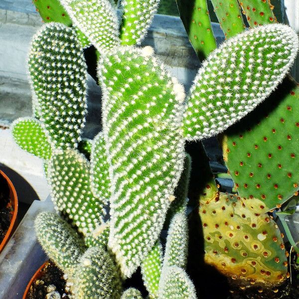 Opuntia microdasys عادت داشتن