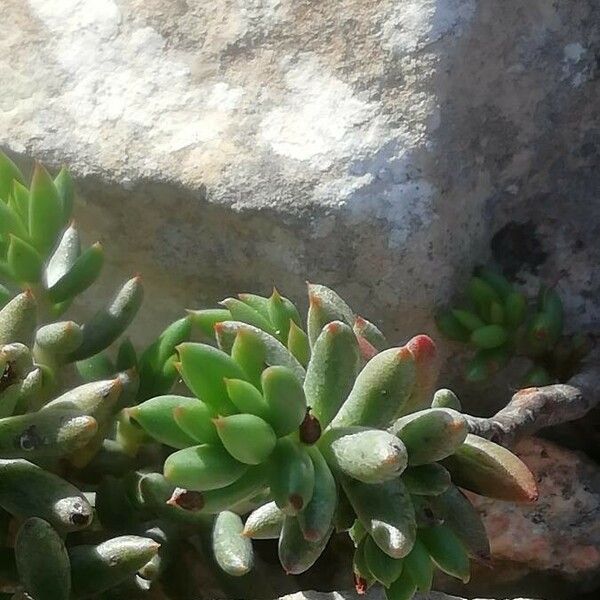 Sedum sediforme 葉